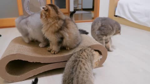 The kittens_ reactions when I finally got the new scratcher were so cute