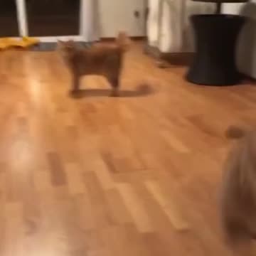 Little baby cat and Dog puppy playing
