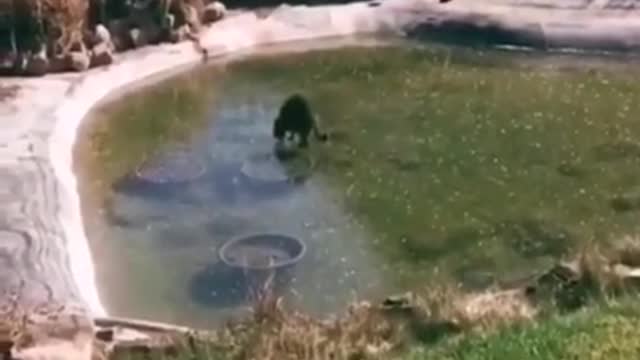 Cat Tring to Catch the Fish in Iced Pool is so Funny to Watch