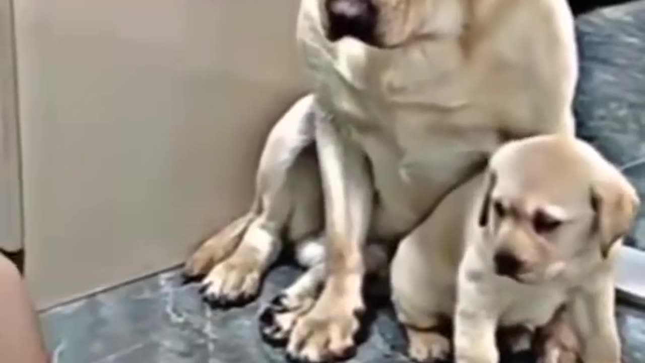 Mother dog stands up to protect her little one! 🐶😍❤️