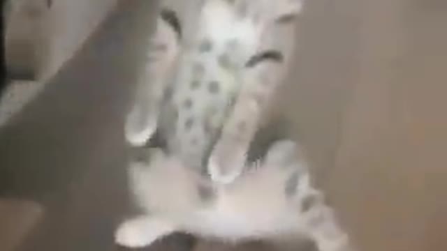 Funny cats video#cute cat #fun #😂😂