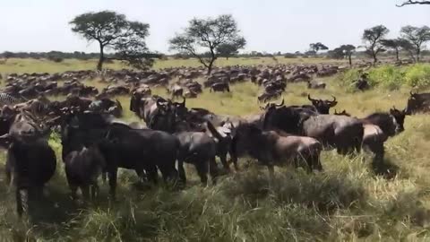 Great Migration 3