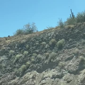 Through a Dirty Windshield - - - The Magnificent Saguaro!!