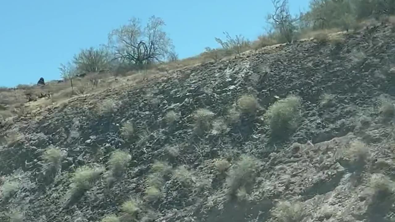 Through a Dirty Windshield - - - The Magnificent Saguaro!!