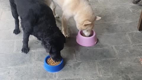 My dogs 10