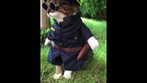 kitten in clothes