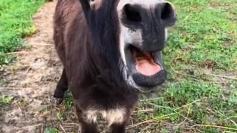 When Donkey Weeps
