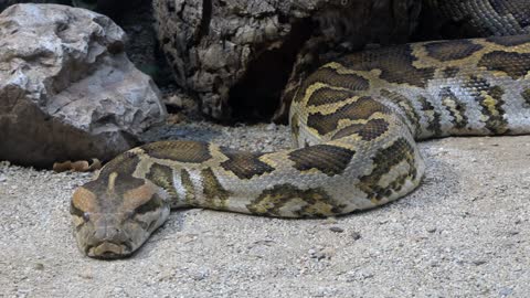 Barcelona Zoo With Python Resting In Enclosure