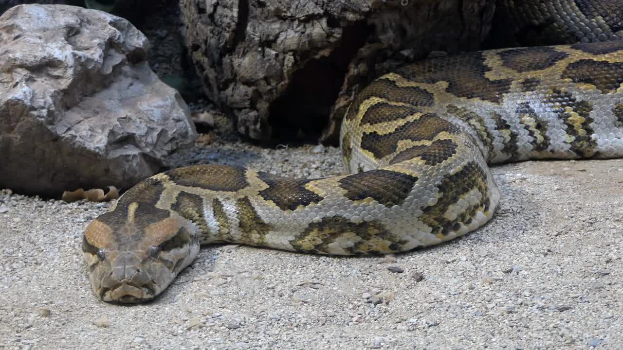 Barcelona Zoo With Python Resting In Enclosure