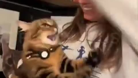 Funny Animal Compilation