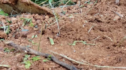 Groundhog Pushing Up Dirt