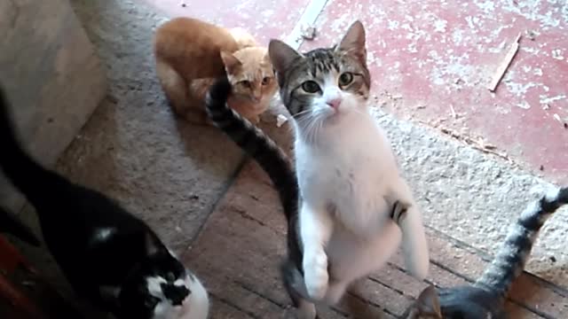 The cats are very hungry and the man feeds them