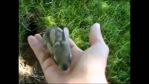 Baby Bunny Rabbits Binky - CUTEST Compilation