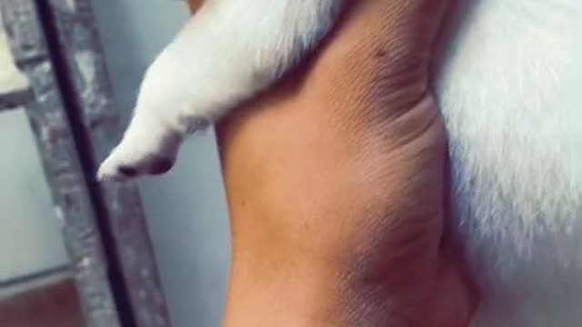 Please Watch Video how dog Transform from small to big dog