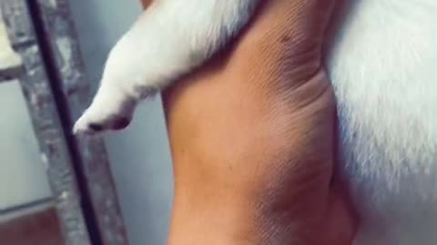 Please Watch Video how dog Transform from small to big dog