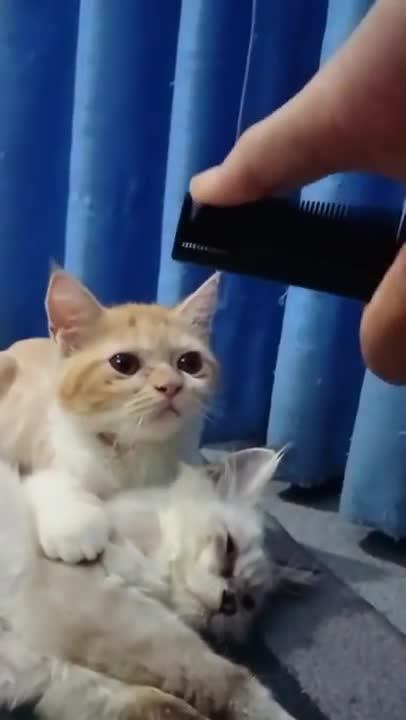 Baby Cats - Cute and Funny Baby Cat Videos Compilation