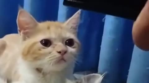 Baby Cats - Cute and Funny Baby Cat Videos Compilation
