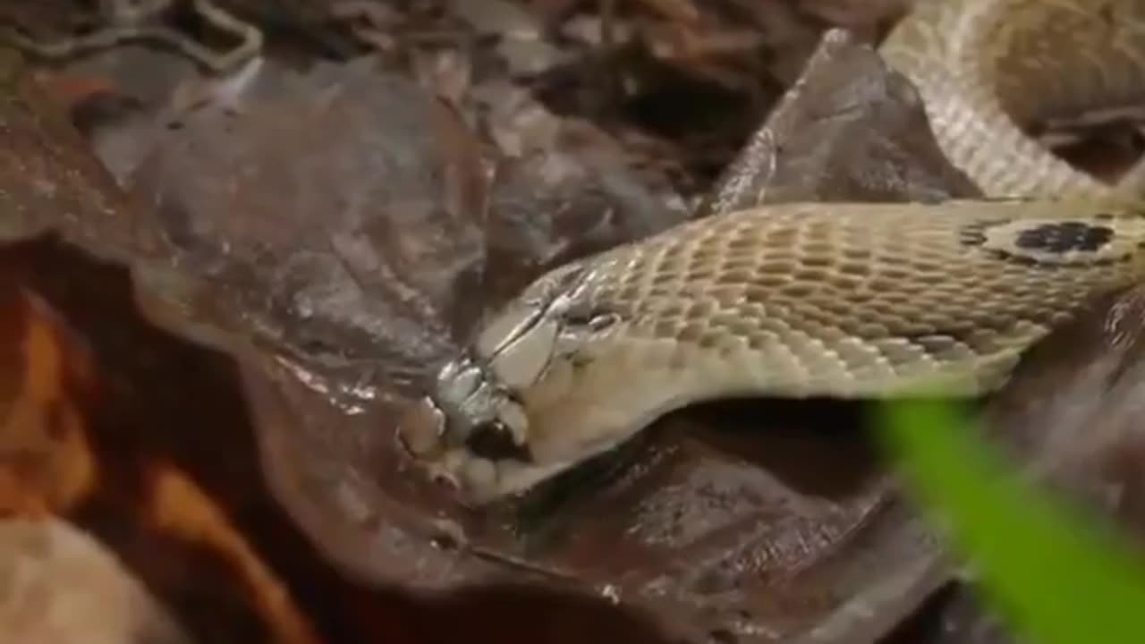 Wildlife in Closer View with natural perspective.
