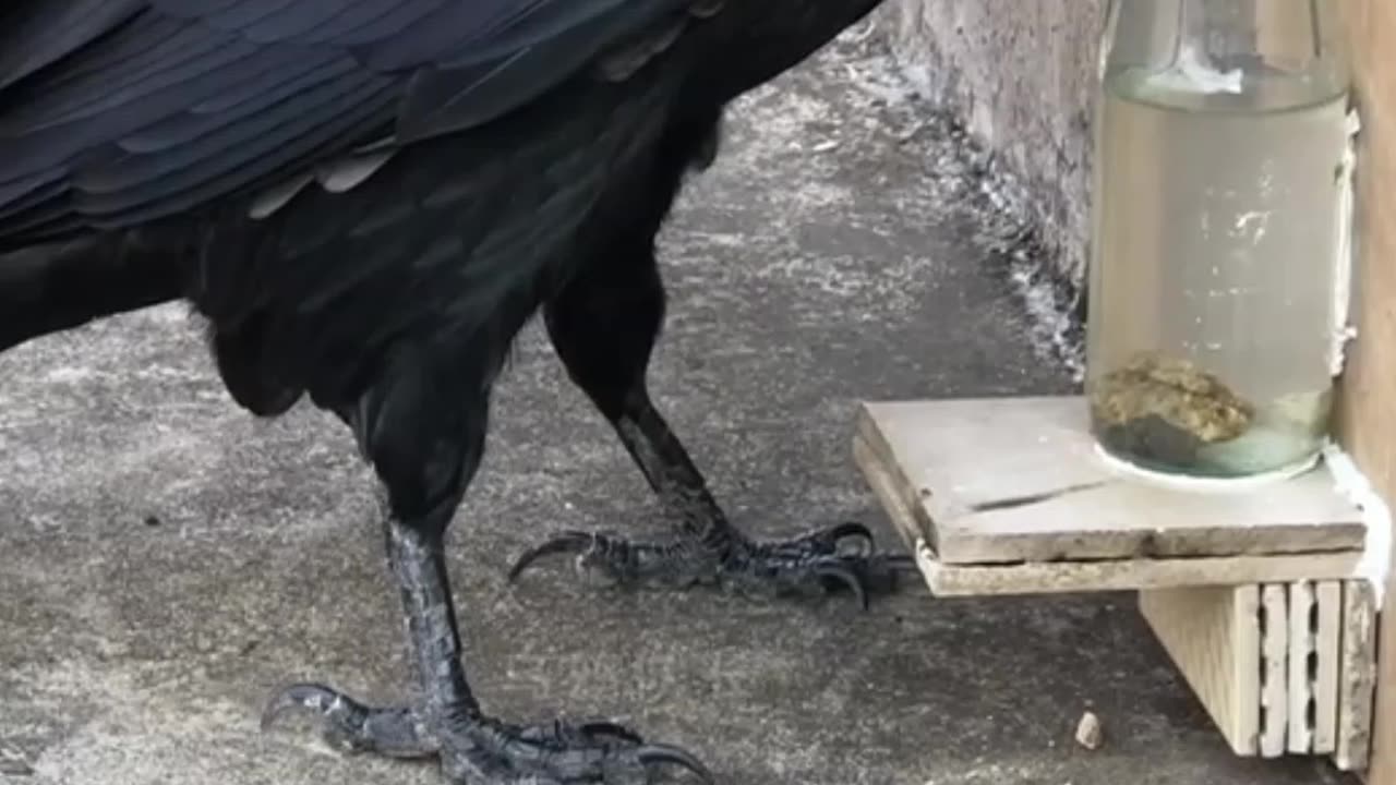 The Thirsty Crow