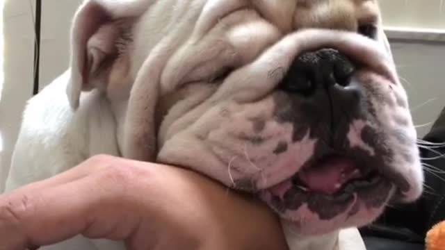 Bulldog lovingly shows affection to owner