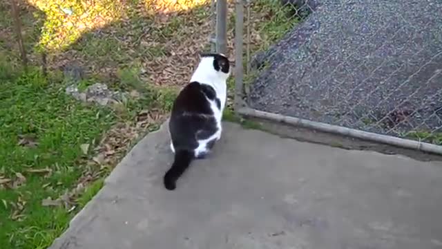 Dog and cat fight very funny