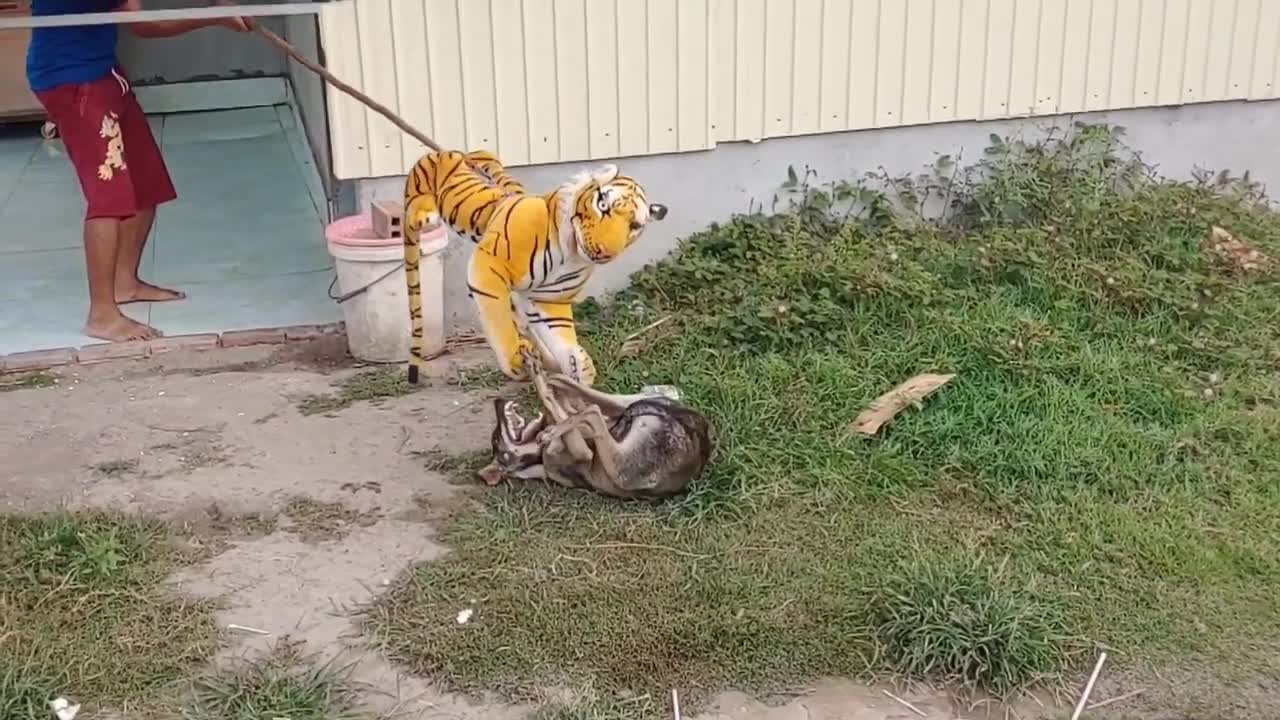 Wow Nice Fake Tiger Prank Dog,,Dog Run Very Funny Prank Video 2021