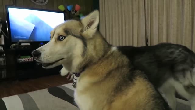 Hilarious Howling Huskies!