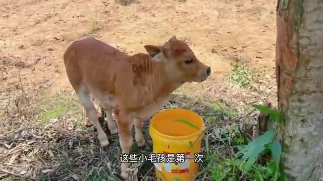 calf drinking water