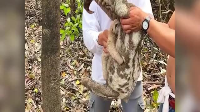 Sloths are so cute