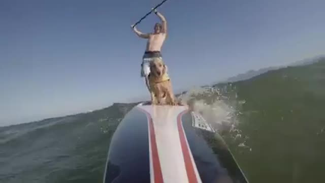 Golden retriever surf man wipeout