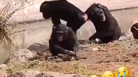 Cute and adorable animal behavior makes anyone happy to see it