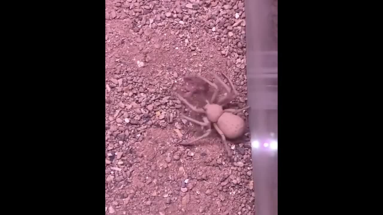 Invasão de aranha 5