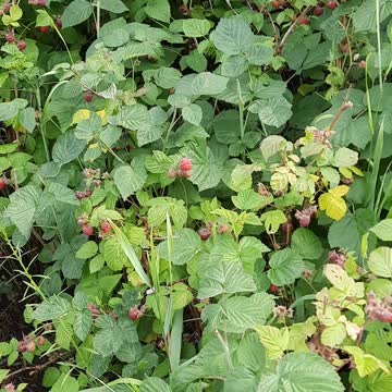 Picking Organic Raspberries