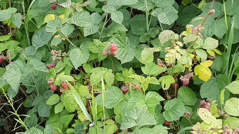 Picking Organic Raspberries