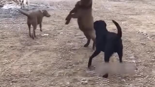 Funny Animal Videos that Make Me Burstnto Tears Laughing (CUTE) #shorts