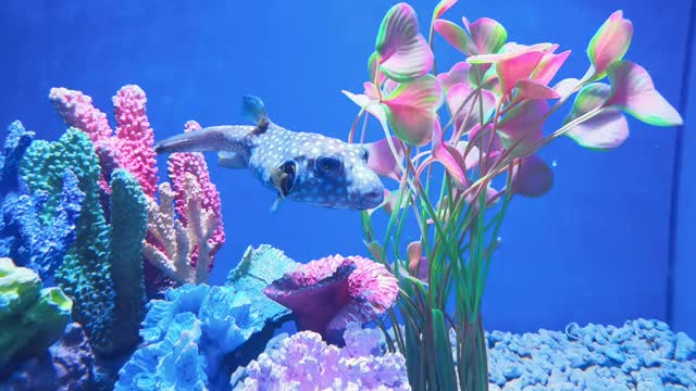 Have you ever seen a barybara?