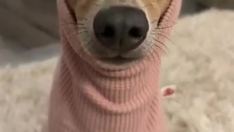 Funny dressed dog.