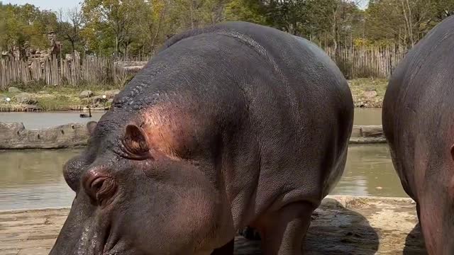 A loving hippo