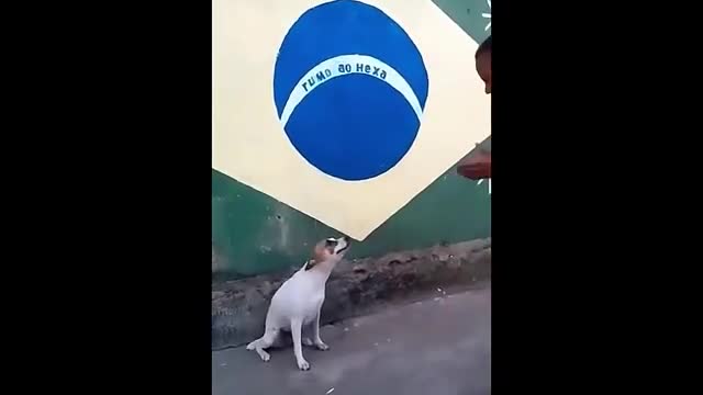 Perro bailando muy gracioso