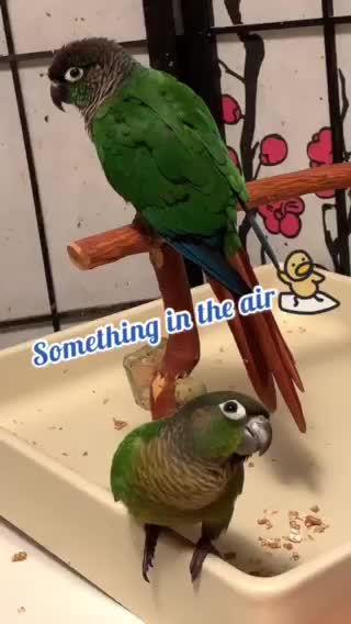 Parrot staring at nothing