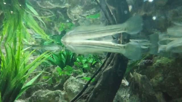 Smelt fish is reflected in the water surface.