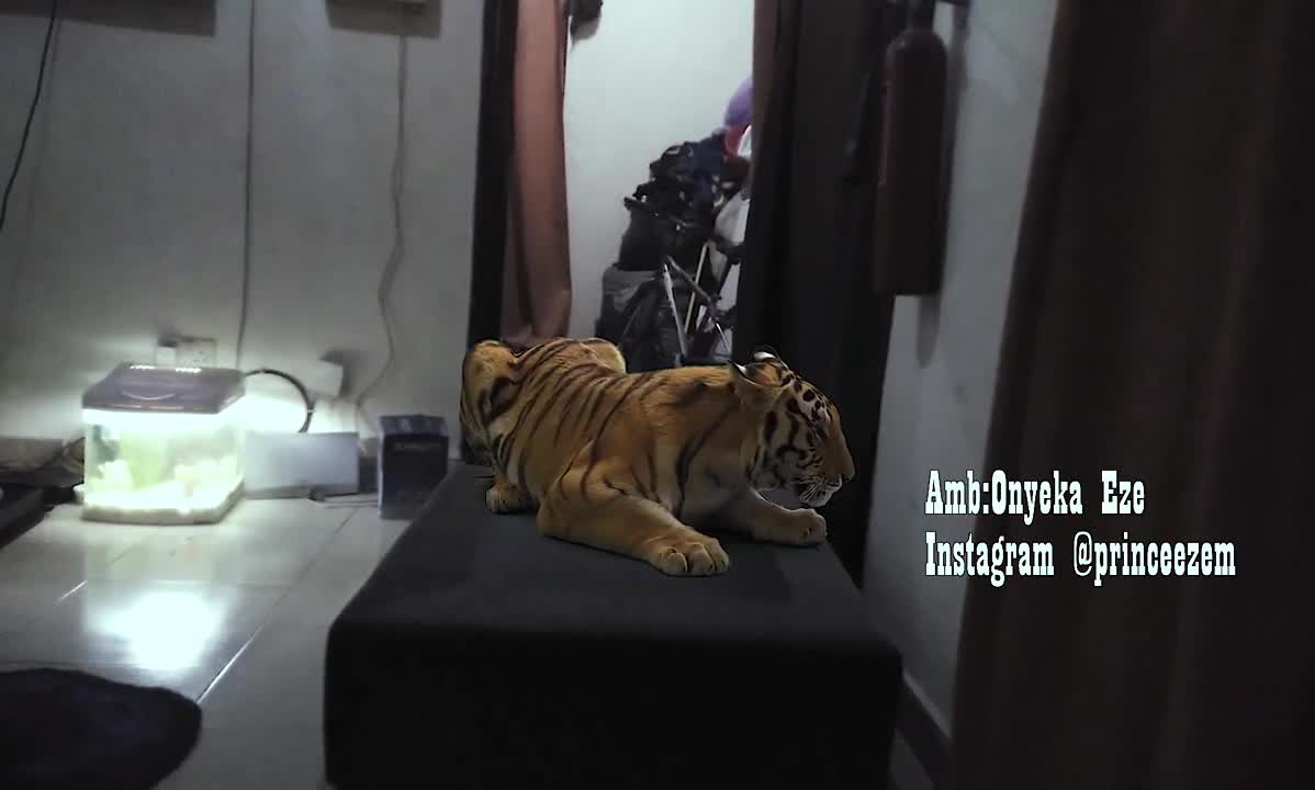 My Tiger in my room live