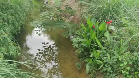 water and bridge