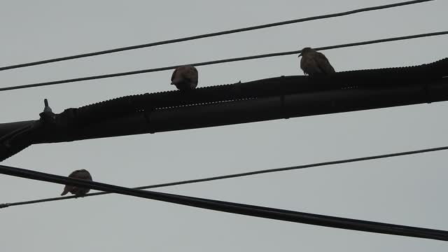 little birds in nature