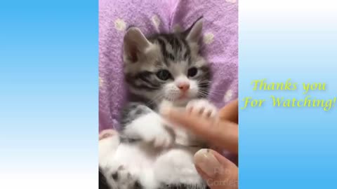 Adorable Cats