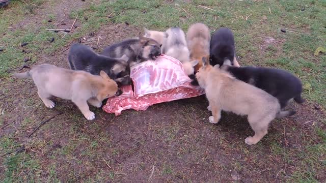 German Shepherd Mix Puppies - Raw Feeding on Venison Carcass