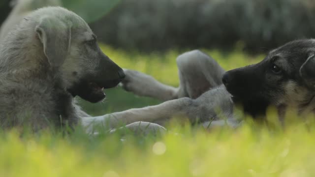 Dog playing in the garden