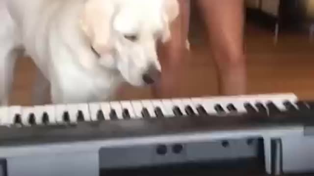 Dogs, Hooman and their things