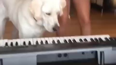 Dogs, Hooman and their things