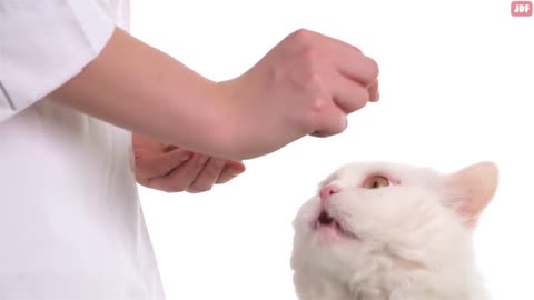 IF YOUR CAT DOES THIS?